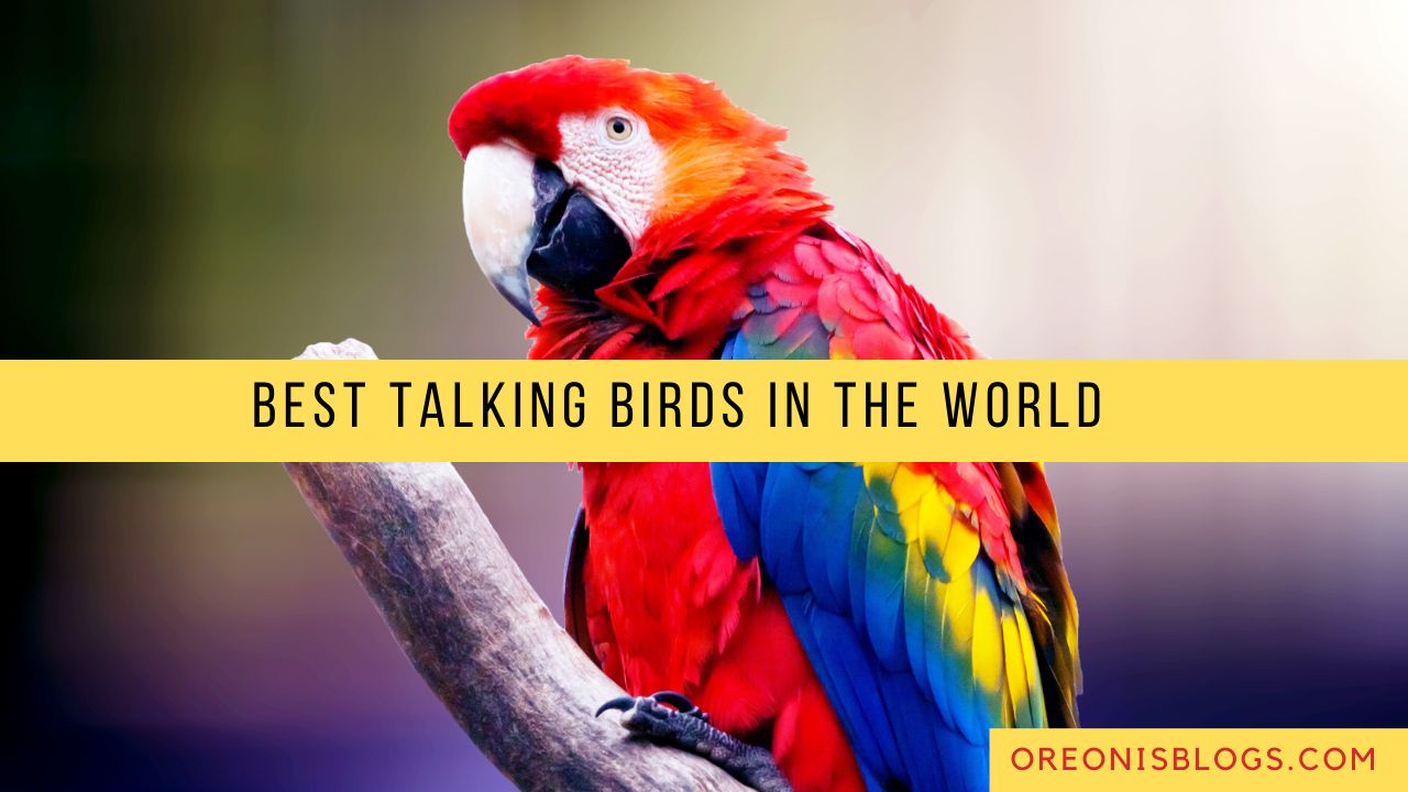 Best Birding Blogs Services - Oreonis Blogs