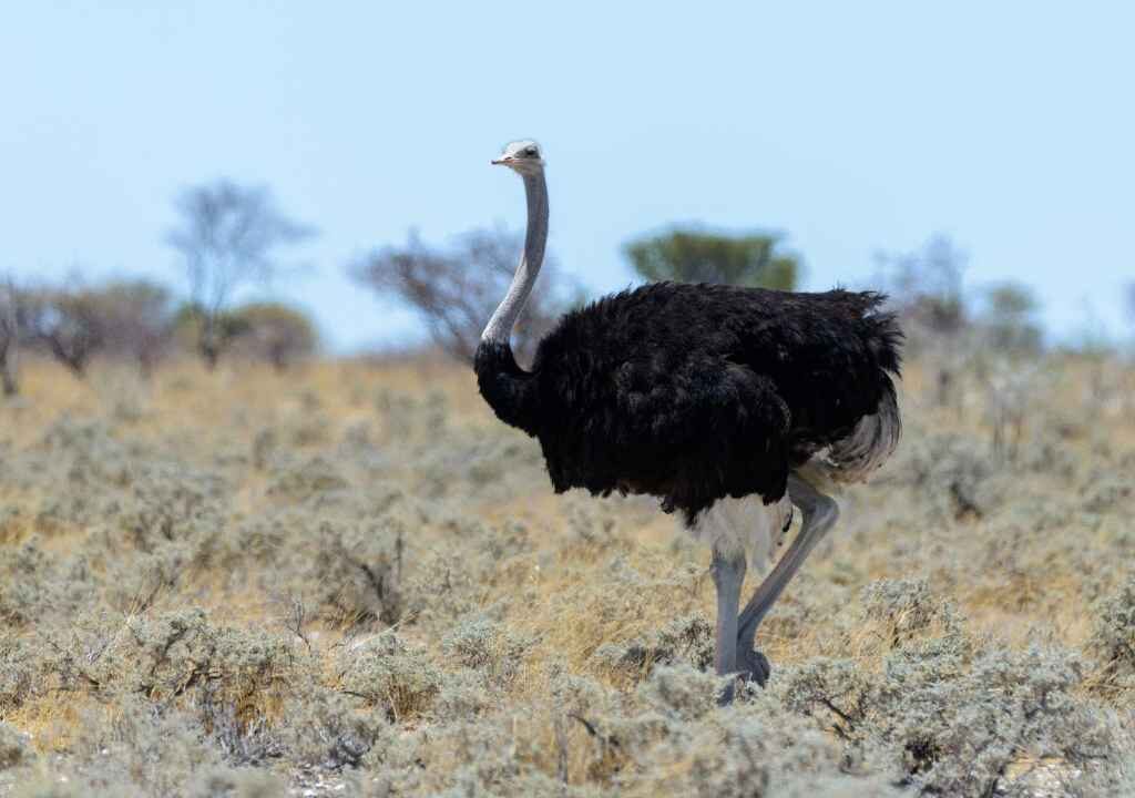 OSTRICH