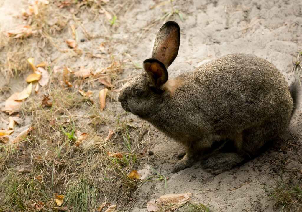 JACKRABBIT