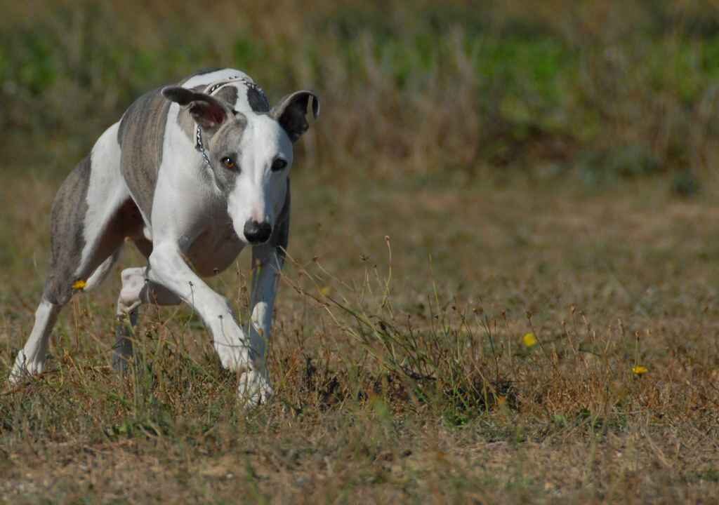 GREYHOUND