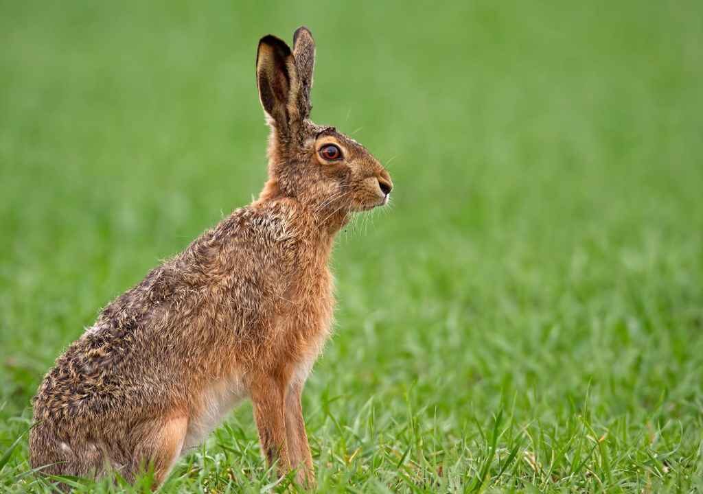 THE BROWN HARE