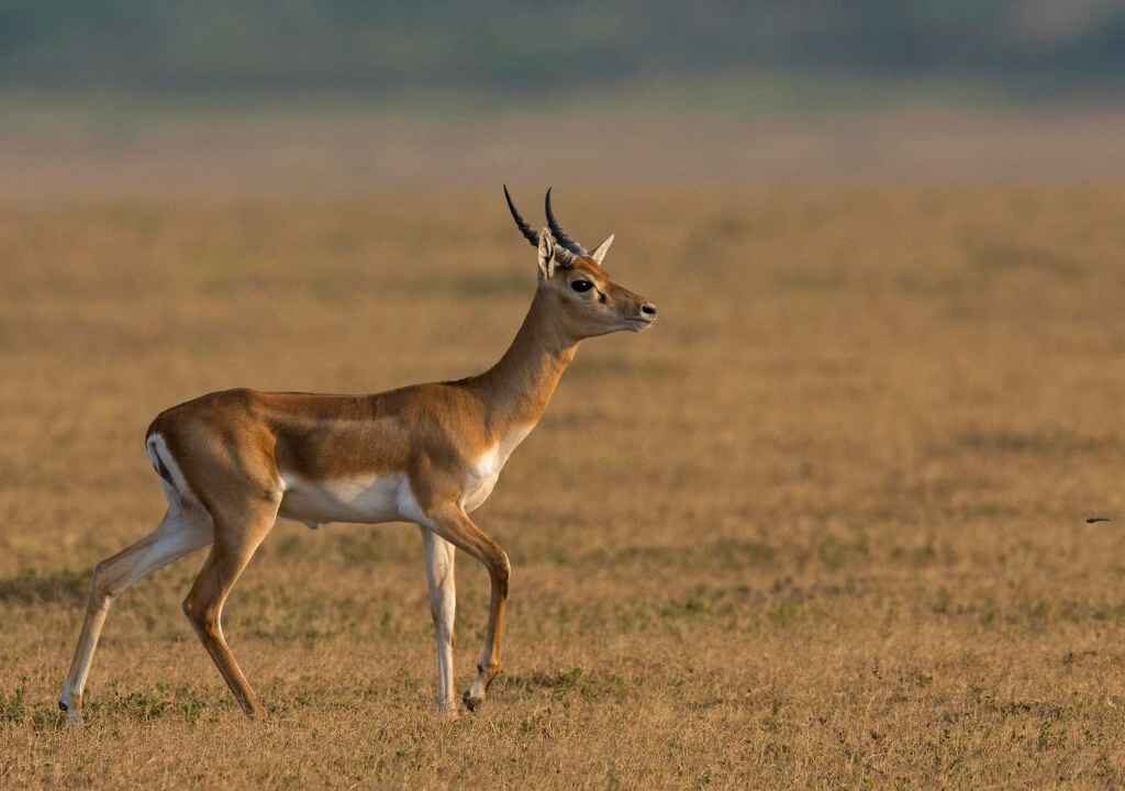 BLACKBUCK ANTELOPE