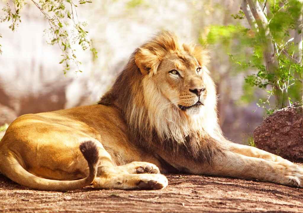 THE LION
