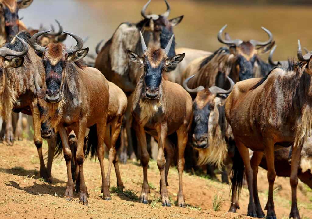 WILDEBEEST