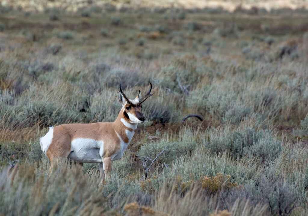 PRONGHORN
