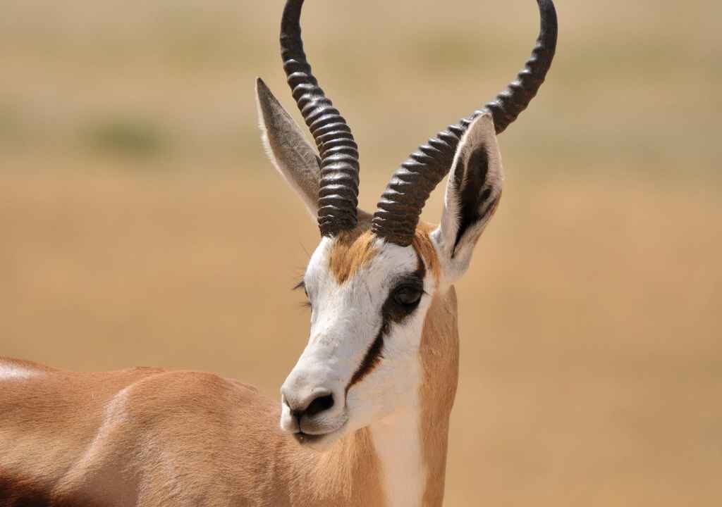 SPRINGBOK