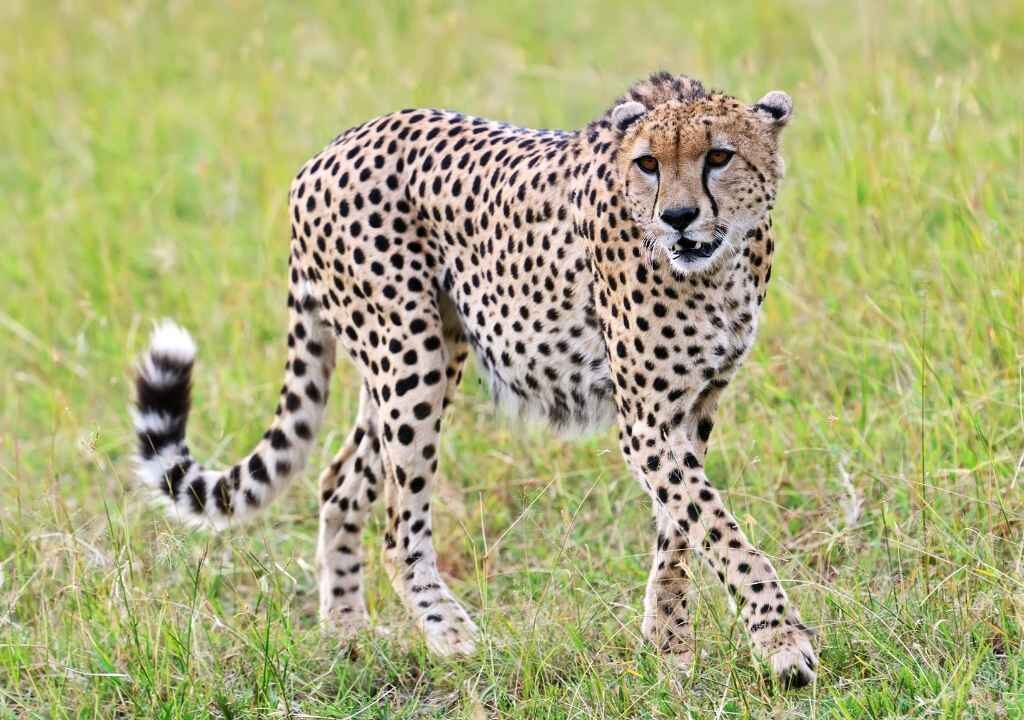 CHEETAH
