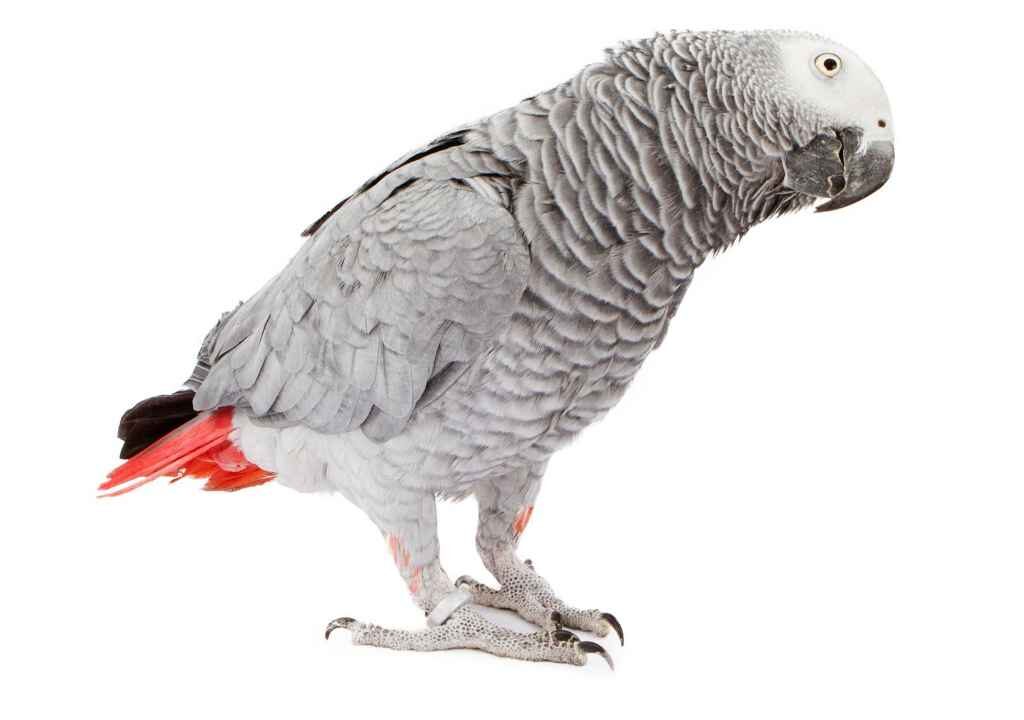 African Grey