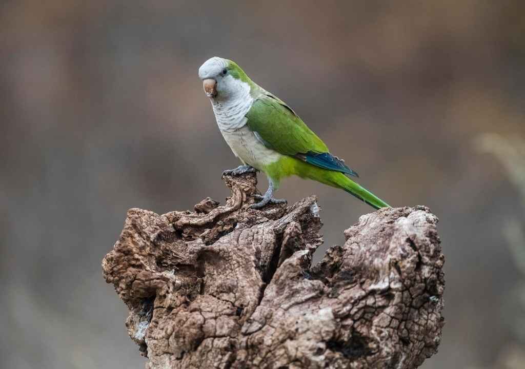 Monk Parakeet