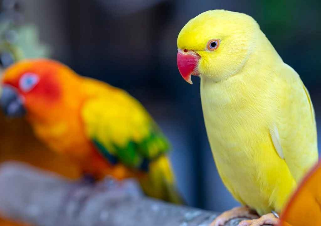 Indian Ringneck