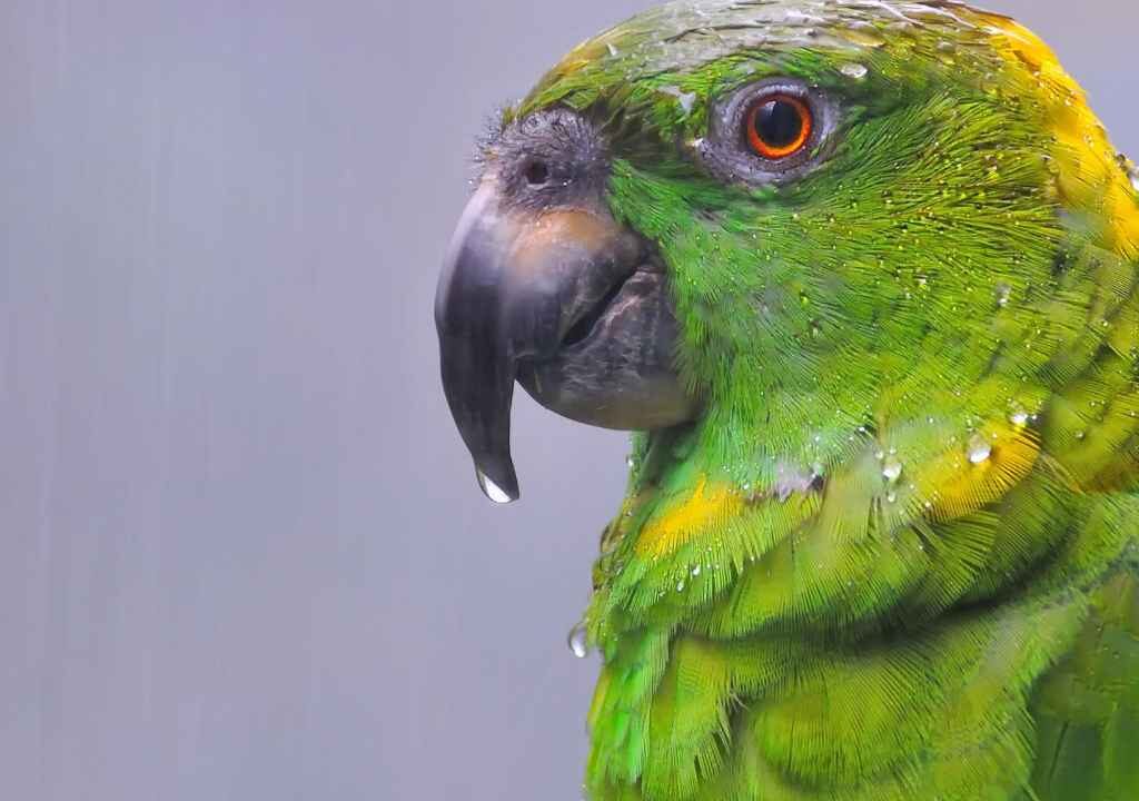 Yellow-Naped Amazon Parrot