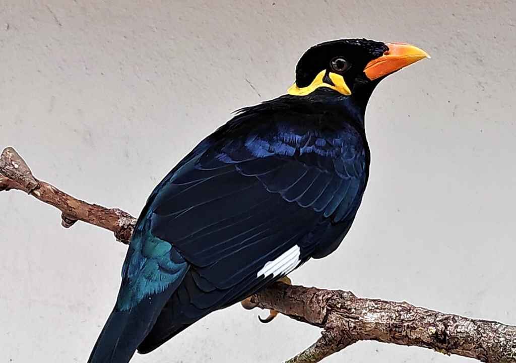 Hill Myna