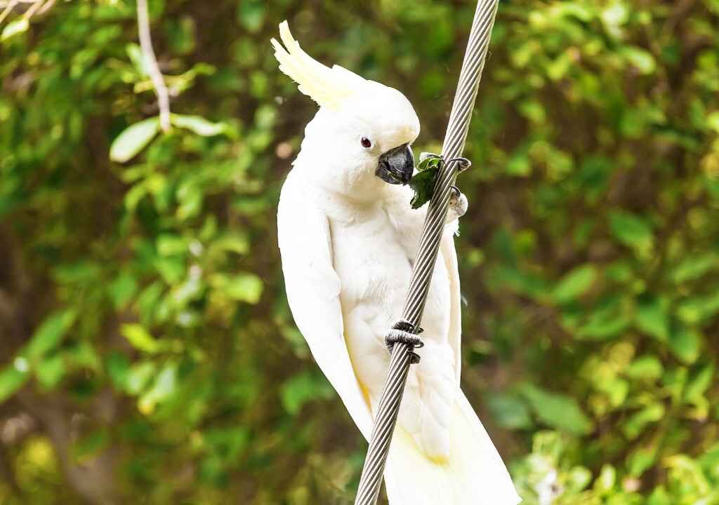 Cockatoo