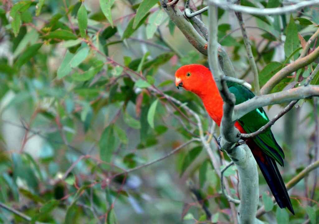 Eclectus