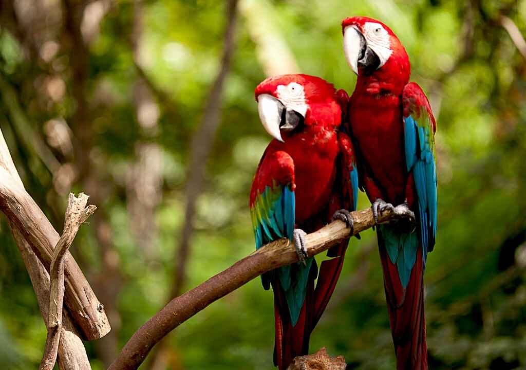 Macaw