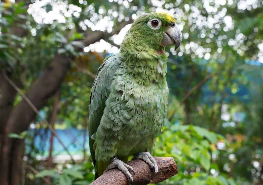 Blue-Fronted Amazon