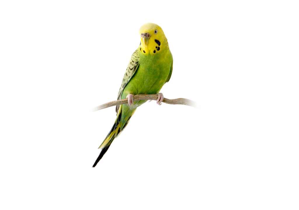 Budgerigar