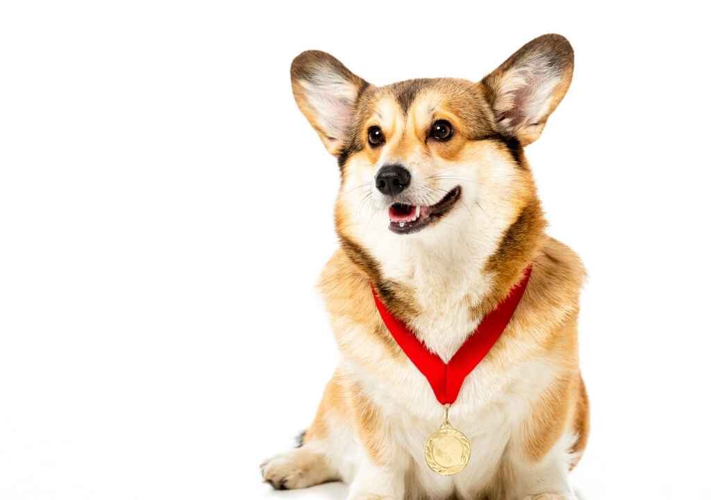 pet dog