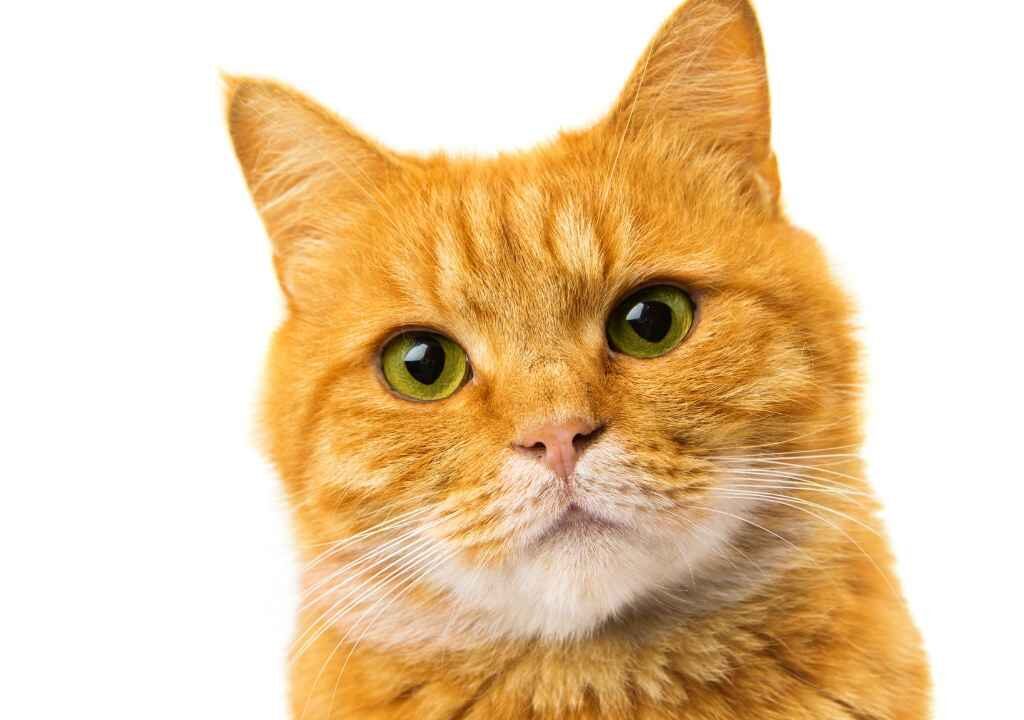 pet cat