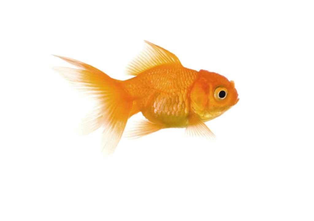 pet fish