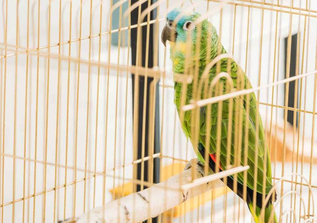 pet bird