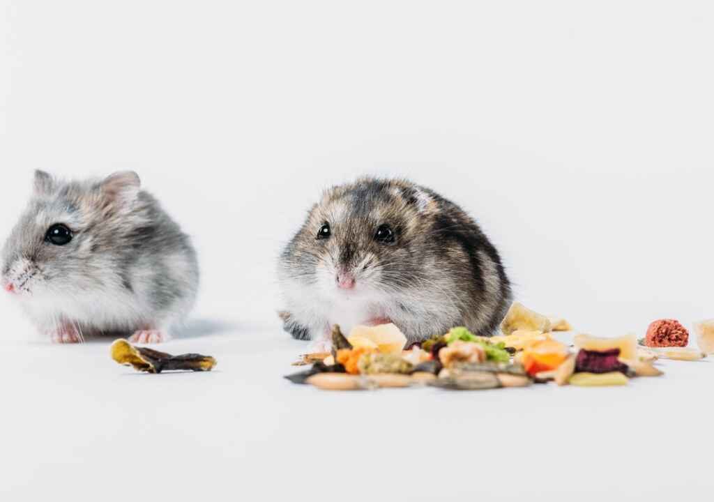 pet Hamsters
