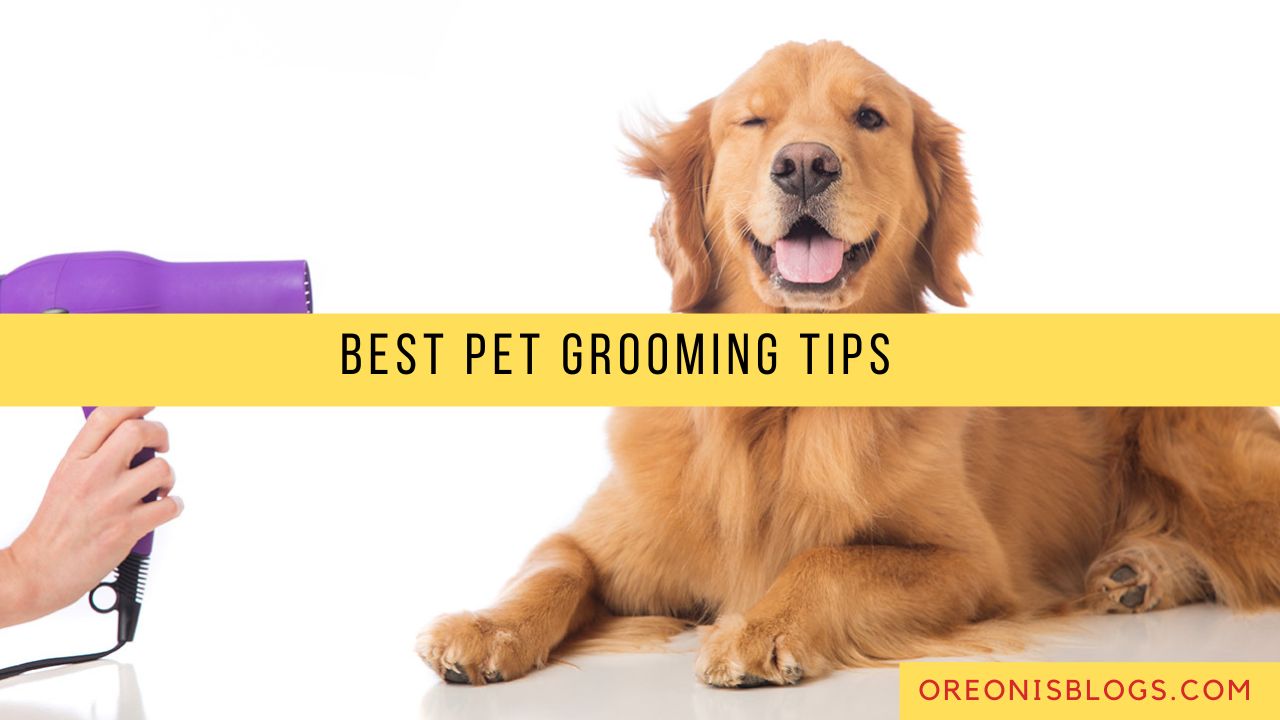 9 Best Pet Grooming Tips That You can Try at Home! 2023