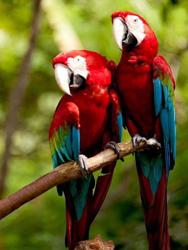Top 10 Talking Birds