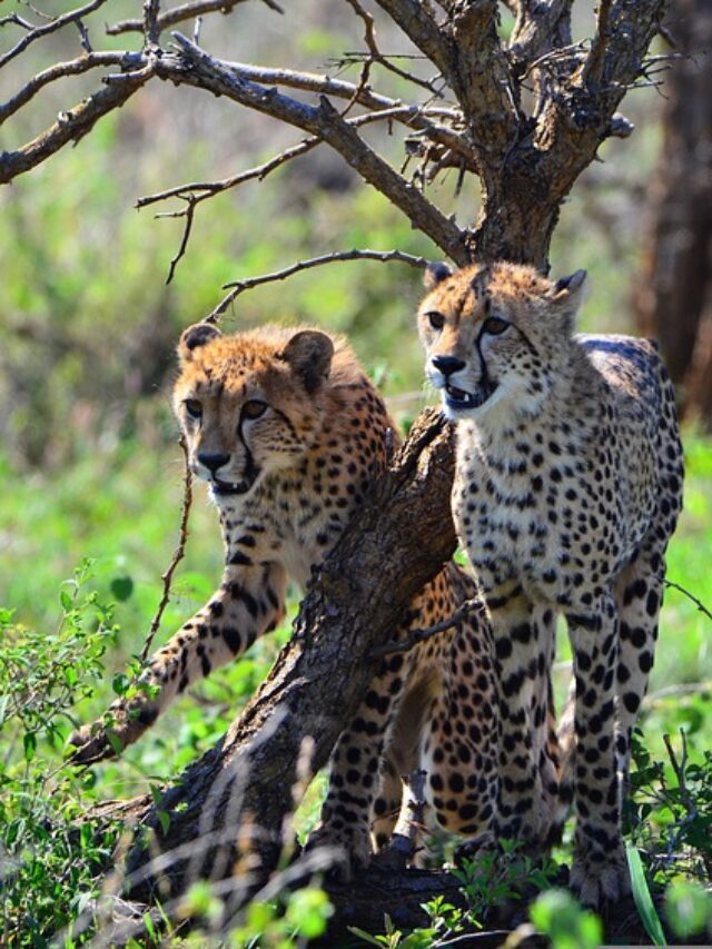 Top 10 Fastest Runners in the Animal World