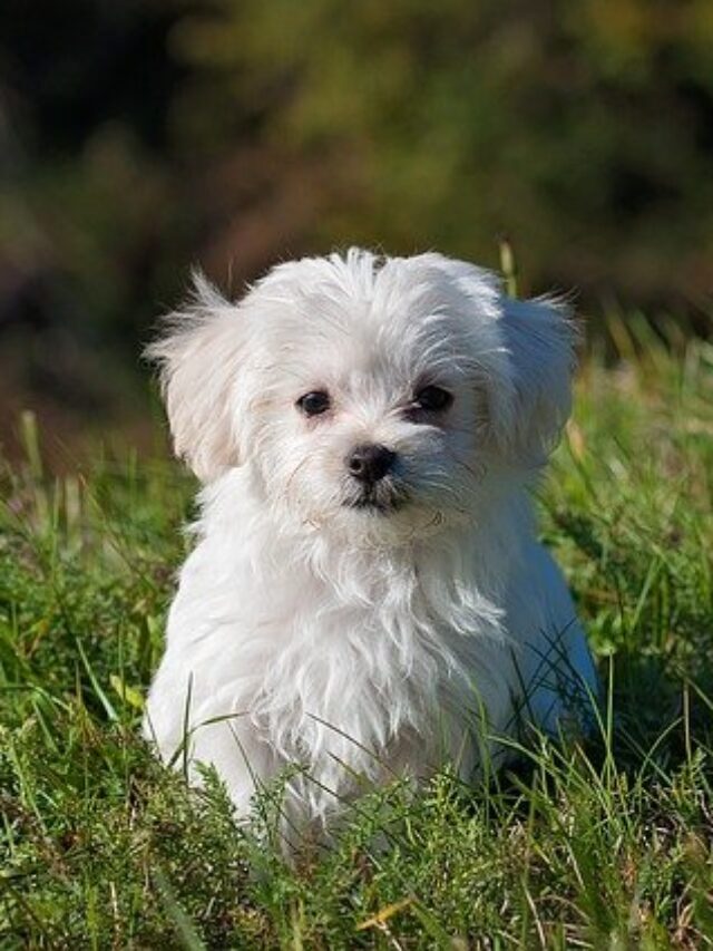 Top 6 Dog Grooming Tips