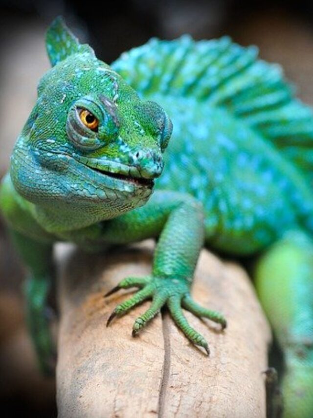 6 Reptiles That Make Extraordinary Pets