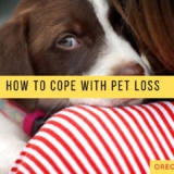 how to cope with pet loss