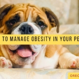 How to manage obesity in your pet