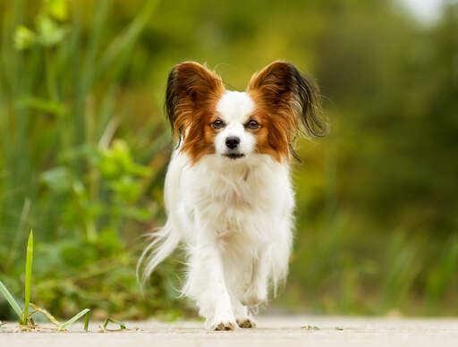 Dog Papillon
