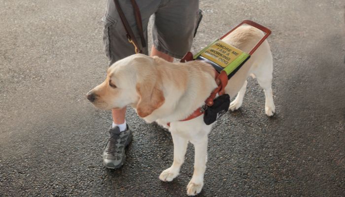 Services Dog