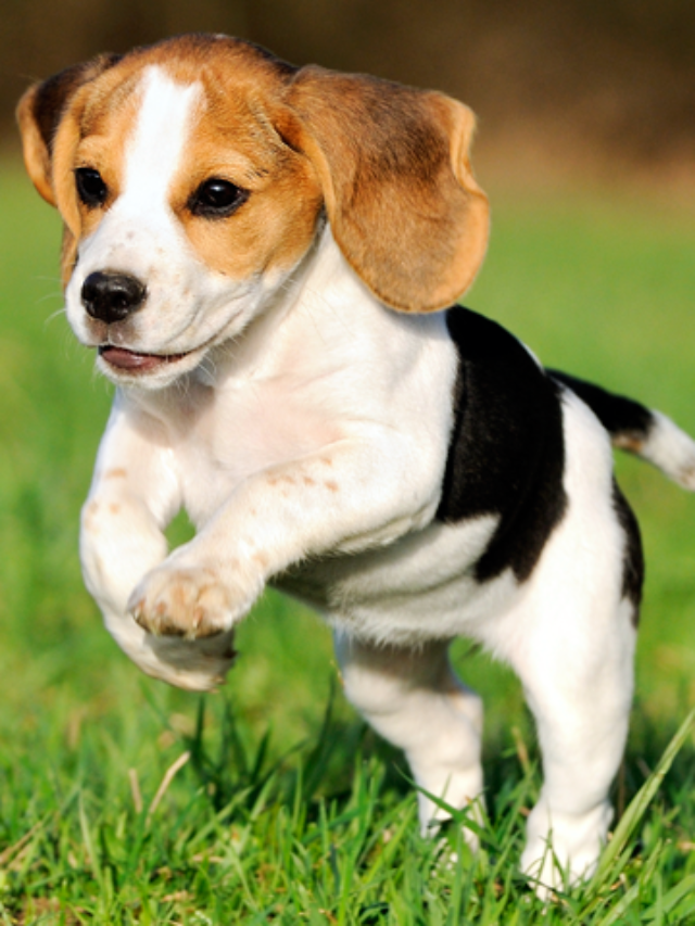 TOP TEN DOG BREEDS IN THE WORLD.