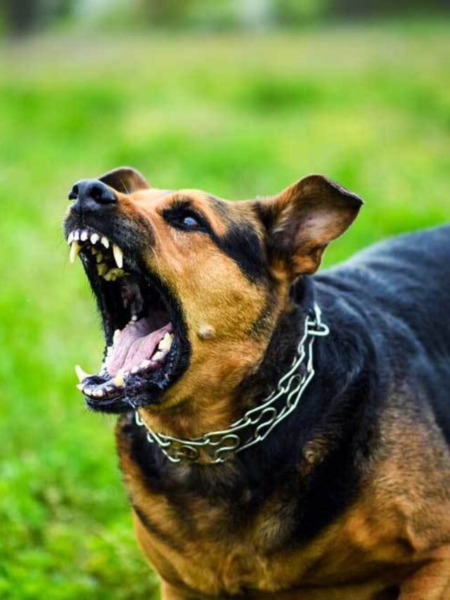 Dog Barking