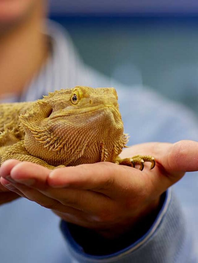 Exotic Animals