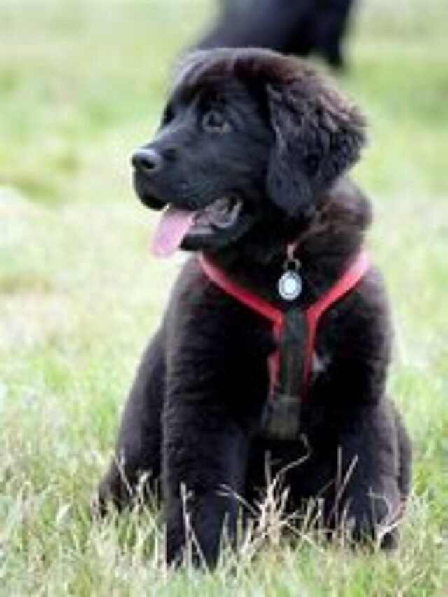 Is Newfoundland a Friendly Dog?