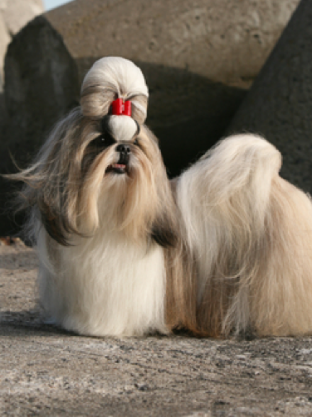 ShihTzu