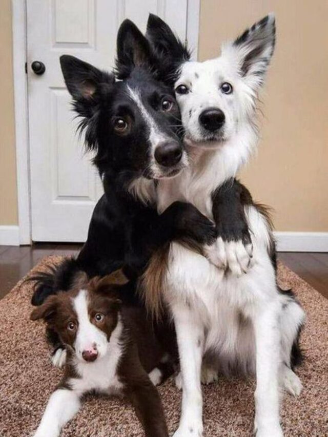 Advantages And Disadvantages Of Having A Dog » Oreonis Blogs