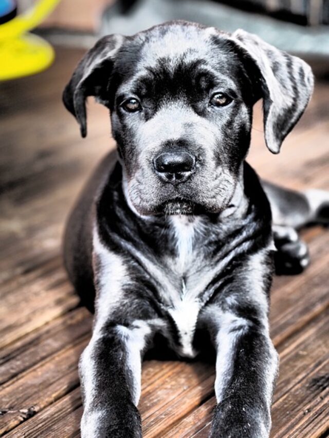 cane corso