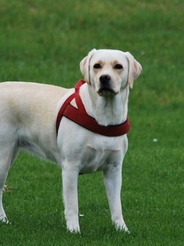 Dog standing on Grass