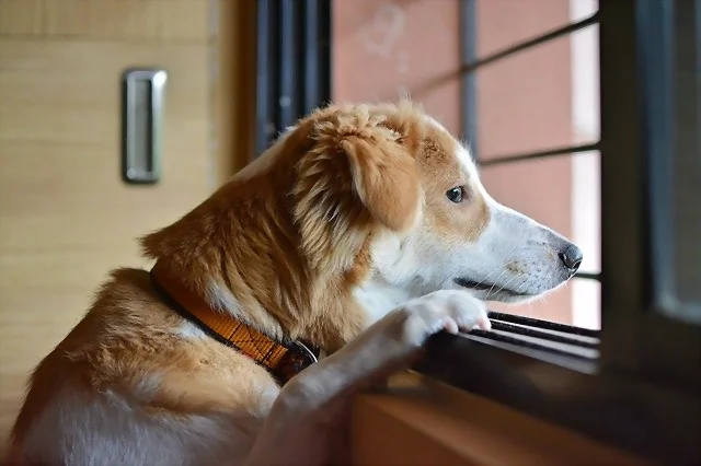 sad dog