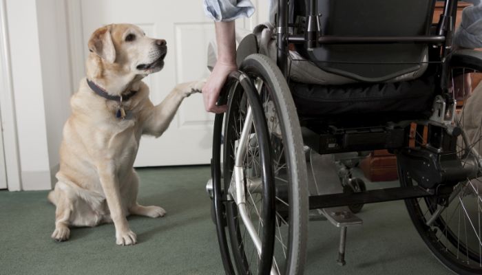 Services Dog
