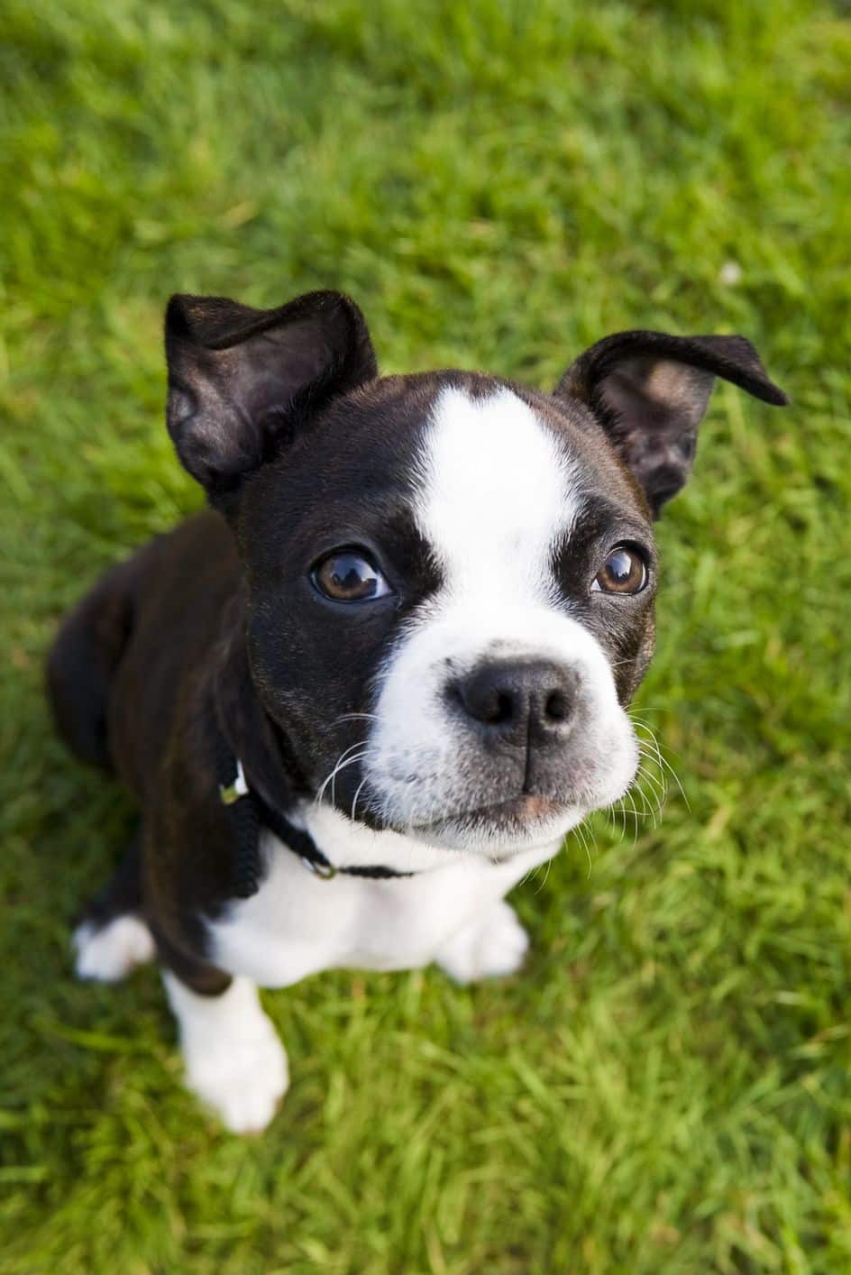 Boston Terrier