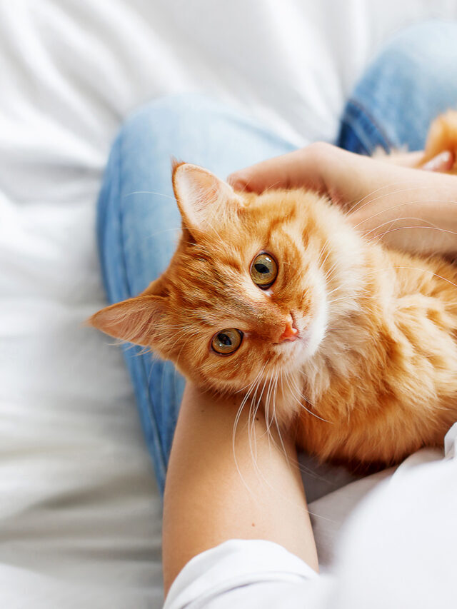 The 8 Best Cat Breeds