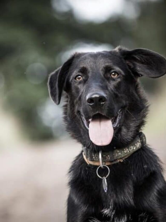 Borador The Hybrid Dog Breed