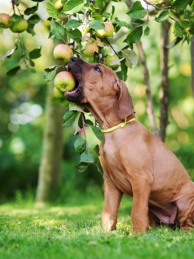 CAN DOGS EAT APPLES?
