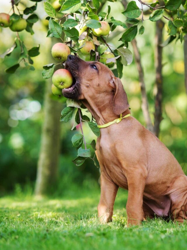 CAN DOGS EAT APPLES